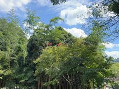 -十八棵（老龙井）御茶园(老龙井店)