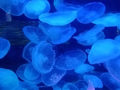 -太平洋海底世界