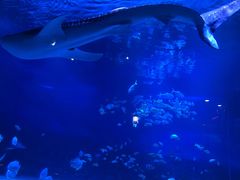 -烟台海昌鲸鲨海洋公园