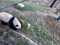 -都江堰中华大熊猫苑