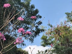 -燕晗山郊野公园