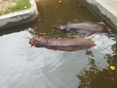 -西霞口神雕山野生动物世界