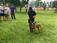 -北京京卫宠物寄养训练中心