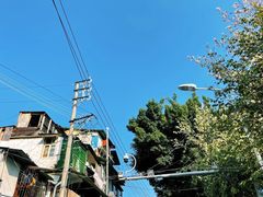 -溪岸路花鸟市场