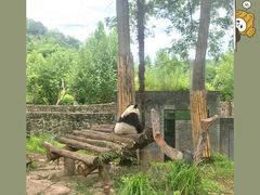 -都江堰中华大熊猫苑