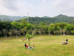 -田心森林公园