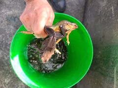 -庆岭迎宾园正宗活鱼馆