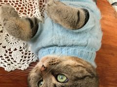 -猫色咖啡·猫咖