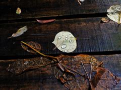 -祁门牯牛降观音堂风景区