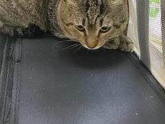 -宠颐生宠物医院外科·内科·皮肤科·影像科(石龙店)
