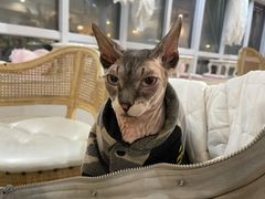 -共舞时光猫咖·狗咖(新街口店)