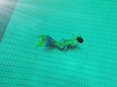 -重庆市奥林匹克体育中心-游泳跳水馆