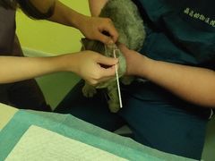 -瑞鹏宠物医院·爱宠堂·骨外专科(西荷分院)