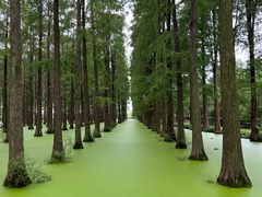 -渌洋湖湿地公园