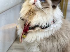 -猪盟咖啡店(玖洲道店)