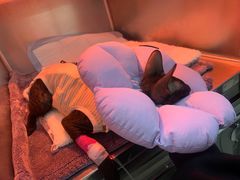 -爱妮康宠物医院·干细胞免疫细胞·肿瘤·心脏(张江店)