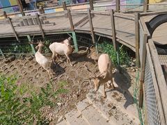 -北京鹿世界主题园