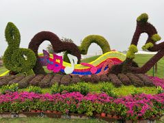 -荷兰花海