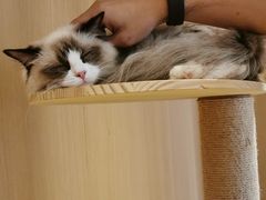 -CAT’S MEWSTAR CAFE·喵星球猫屋(晴湾咖啡店)