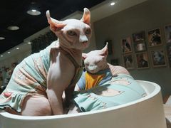 -藏猫猫咖啡主题馆(中央大道店)