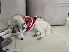 -怪兽屋·羊驼·猫咖·狗咖(俊华广场店)