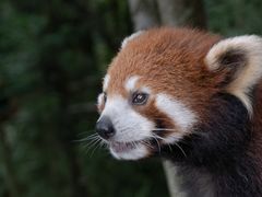 -熊猫谷