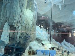 -帝企鹅自助餐厅•儿童岛•真企鹅(长隆企鹅酒店)