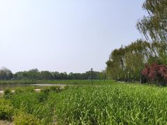 -大兴滨河森林公园