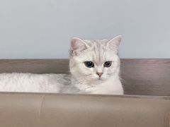 -伟伟宠物医院·瑞派猫友好医院·猫科(光谷店)