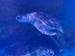 -乌鲁木齐海洋馆