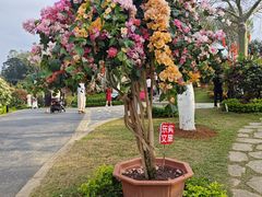 -东莞植物园