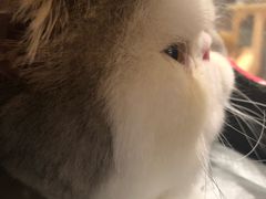 -Pets First伊珊娜洗护·精致美容·家庭式寄养(新会路店)