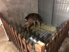 -浣熊柯尔鸭土拨鼠·电玩咖