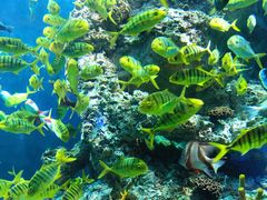 -芜湖新华联大白鲸海洋公园