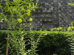 -广州神农草堂中医药博物馆