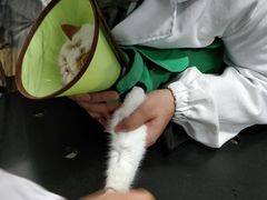 -成都民大动物医院