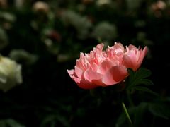-仁和公园(顺义区)