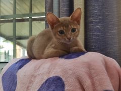 -欣宠猫屋·矮脚拿破仑·蓝金金渐层