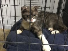 这是在家里的～～～还未完全康复时拍的-瑞派动物医院·绝育·犬猫全科·预防医学(光景江南中店)