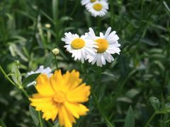 -西湖风景区-江洋畈生态公园