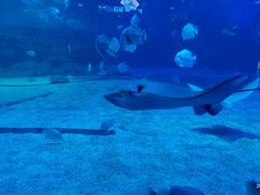-烟台海昌鲸鲨海洋公园