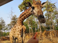 -清迈夜间动物园