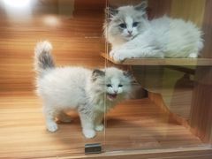 -猫十亿·布偶金渐层·曼基康矮脚猫舍(青年路店)