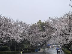 -武汉大学-樱园