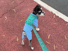 -瑞派申生动物医院·24H夜诊·国际动物医疗中心·骨外科(吴中路店)