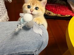 -喵zoo家庭繁育猫舍(尖东智能花园店)
