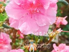 -琴亭湖公园