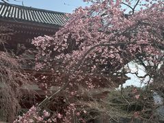-醍醐寺