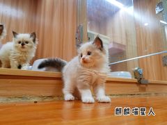 -十年猫舍·猫咪专门店(普陀店)