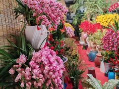 -龙大花卉苗木市场